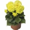 Dahlie FloraSelf Dahlia X Hybride Ø 12 Cm Topf -FloraSelf Geschäft DV 8 1922129 02 4c CH 20200108114659