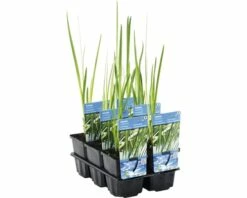 Duftende Teichpflanzen Set FloraSelf Für 500 L Teich -FloraSelf Geschäft DV 8 1923428 01 4c DE 20220301074654