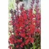 Wasserlobelie FloraSelf Lobelia Cardinalis Ø 9 Cm Topf -FloraSelf Geschäft DV 8 1923531 01 4c DE 20150828094157