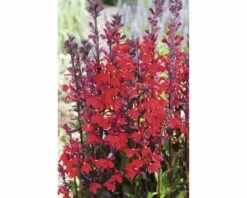 Wasserlobelie FloraSelf Lobelia Cardinalis Ø 9 Cm Topf