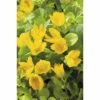 Pfennigkraut FloraSelf Lysimachia Numularia Ø 9 Cm Topf 1 Pfennigkraut FloraSelf Lysimachia Numularia Ø 9 Cm Topf -FloraSelf Geschäft DV 8 1923542 01 4c DE 20150828101149
