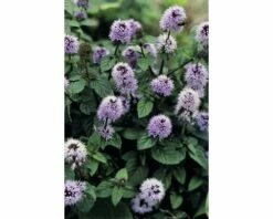 Teichpflanzen Set 4 Jahreszeiten FloraSelf Für 1000 L Teich -FloraSelf Geschäft DV 8 1923564 02 4c DE 20220228141658 7