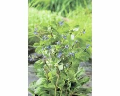 Bachbunge FloraSelf Veronica Beccabunga H 10-20 Cm Co 0,6 L