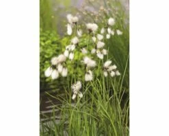 Teichpflanzen Set 4 Jahreszeiten FloraSelf Für 500 L Teich -FloraSelf Geschäft DV 8 1923724 01 4c DE 20220228141658