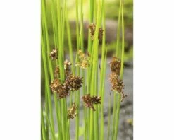 Flatterbinse FloraSelf Juncus Effusus H 5-40 Cm Co 0,5 L (6 Stk.) -FloraSelf Geschäft DV 8 1923746 02 4c DE 20210118131755