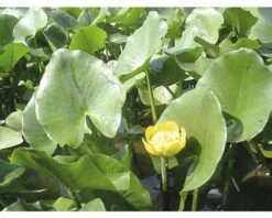 Dottergelbe Teichrose FloraSelf Nuphar Lutea H 15-25 Cm Co 1 L