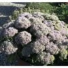 Fetthenne FloraSelf Sedum Telephium 'Herbstfreude' Co 3 L -FloraSelf Geschäft DV 8 1931324 01 4c DE 20180305211655