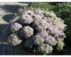 Fetthenne FloraSelf Sedum Telephium 'Herbstfreude' Co 3 L