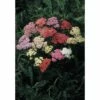 Gewöhnlichen Schafgarbe FloraSelf Achillea Millefolium Co 3 L -FloraSelf Geschäft DV 8 1931368 01 4c DE 20190131121659