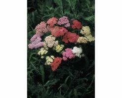 Gewöhnlichen Schafgarbe FloraSelf Achillea Millefolium Co 3 L