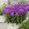 Hoher Stauden-Phlox FloraSelf Phlox Paniculata H 20-60 Cm Co 3 L Lila