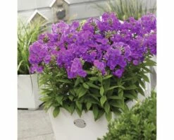 Hoher Stauden-Phlox FloraSelf Phlox Paniculata H 20-60 Cm Co 3 L Lila