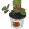 FloraSelf Erdbeere Fragaria X Ananassa 'Ostara' Ø 9 Cm Topf -FloraSelf Geschäft DV 8 1942967 02 4c RO 20210111124750