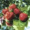 Erdbeere FloraSelf Fragaria X Ananassa 'Ostara' 6 Stk. -FloraSelf Geschäft DV 8 1942967 c 20190221101753