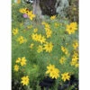 Mädchenauge Quirlblättriges Mädchenauge FloraSelf Coreopsis Verticillata H 10-40 Cm Co 3 L -FloraSelf Geschäft DV 8 1949526 01 4c DE 20220715124652