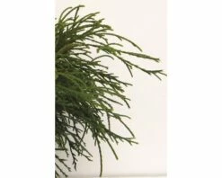 Grüne Faden-Scheinzypresse FloraSelf Chamaecyparis Pisifera 'Filifera Nana' H 20-25 Cm Co 2 L -FloraSelf Geschäft DV 8 1954729 03 4c DE 20200220081651