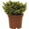 Kissenfichte FloraSelf Picea Abies 'Little Gem' H 15-20 Cm Co 2 L -FloraSelf Geschäft DV 8 1955437 01 4c DE 20190129130902