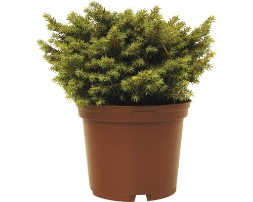 Kissenfichte FloraSelf Picea Abies 'Little Gem' H 15-20 Cm Co 2 L 3 Kissenfichte FloraSelf Picea Abies 'Little Gem' H 15-20 Cm Co 2 L