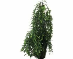 Kanandische Hemlocktanne FloraSelf Tsuga Canadensis H 60-80 Cm Co 10 L