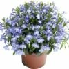 Hängelobelie FloraSelf Lobelia Richardii Ø 10,5 Cm Topf -FloraSelf Geschäft DV 8 1957159 02 4c CH 20201110074751
