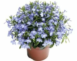 Hängelobelie FloraSelf Lobelia Richardii Ø 10,5 Cm Topf