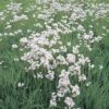 Wiesen-Schaumkraut FloraSelf Cardamine Pratensis H 10-30 Cm Co 0,6 L -FloraSelf Geschäft DV 8 1957671 01 4c DE 20200221101652