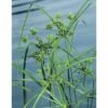 Zyperngras FloraSelf Cyperus Alternifolius Ø 9 Cm Topf