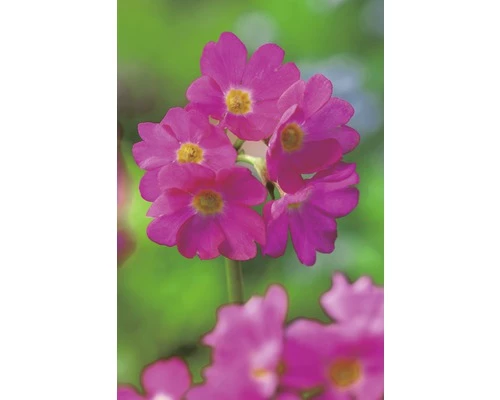 Himalajaprimel FloraSelf Primula Rosea Ø 9 Cm Topf 3 Himalajaprimel FloraSelf Primula Rosea Ø 9 Cm Topf