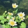 Weiße Sumpfdotterblume FloraSelf Caltha Palustris 'Alba' H 10-40 Cm Co 0,6 L -FloraSelf Geschäft DV 8 1960050 01 4c DE 20191203091757