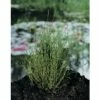 Schachtelhalm FloraSelf® Equisetum Scirpoides H 5-15 Cm Co 0,3 L -FloraSelf Geschäft DV 8 1960141 01 4c DE 20190311164759