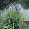 Siberische Schwertlilie FloraSelf Iris Sibirica H 10-70 Cm Co 0,6 L