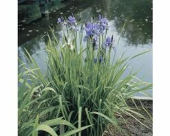 Siberische Schwertlilie FloraSelf Iris Sibirica H 10-70 Cm Co 0,6 L