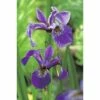 Sumpfiris FloraSelf Iris Versicolor Ø 9 Cm Topf -FloraSelf Geschäft DV 8 1960298 01 4c DE 20150828101122