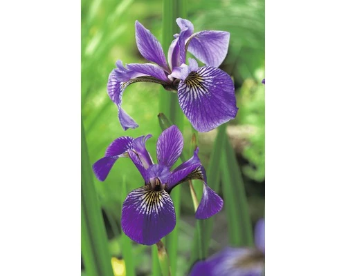 Sumpfiris FloraSelf Iris Versicolor Ø 9 Cm Topf 3 Sumpfiris FloraSelf Iris Versicolor Ø 9 Cm Topf