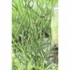Korkenzieherbinze FloraSelf Juncus Effuses 'Spiralis' Ø 9 Cm Topf 2 Korkenzieherbinze FloraSelf Juncus Effuses 'Spiralis' Ø 9 Cm Topf -FloraSelf Geschäft DV 8 1960301 01 4c DE 20150828130647