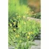Brennender Hahnenfuß FloraSelf Ranunculus Flammula H 10-40 Cm Co 0,6 L