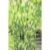 Zebra-Simse FloraSelf Scirpus Lacustris Subsp. Tabernaemontani 'Zebrinus' H 10-100 Cm Co 0,6 L -FloraSelf Geschäft DV 8 1960572 01 4c DE 20191203094751