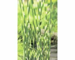 Zebra-Simse FloraSelf Scirpus Lacustris Subsp. Tabernaemontani 'Zebrinus' H 10-100 Cm Co 0,6 L