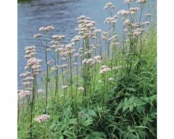 Duftende Teichpflanzen Set FloraSelf Für 500 L Teich -FloraSelf Geschäft DV 8 1960652 01 4c DE 20220228121756