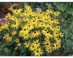 Sonnenhut FloraSelf Rudbeckia Fulgida 'Goldsturm' Co 3 L -FloraSelf Geschäft DV 8 1960787 01 4c DE 20190115154658