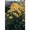 Sonnenhut FloraSelf Rudbeckia Fulgida 'Goldsturm' Co 3 L -FloraSelf Geschäft DV 8 1960787 02 4c DE 20180305163953