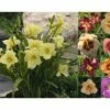 Taglilie FloraSelf Hemerocallis Hybride H 10-40 Cm Co 3 L -FloraSelf Geschäft DV 8 1960856 01 4c DE 20210128124659