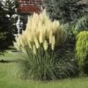 Kleines Pampasgras, Zwerg-Pampasgras FloraSelf Cortaderia Selloana 'Pumila' H 15-100 Cm Co 6 L