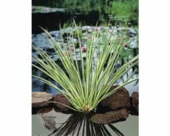 Duftende Teichpflanzen Set FloraSelf Für 500 L Teich -FloraSelf Geschäft DV 8 1963048 04 4c DE 20220228161750