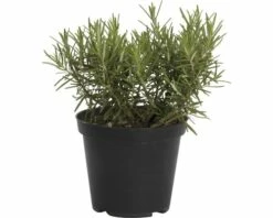 Rosmarin FloraSelf Rosmarinus Officinalis 'Abraxas' Ø 12 Cm Topf