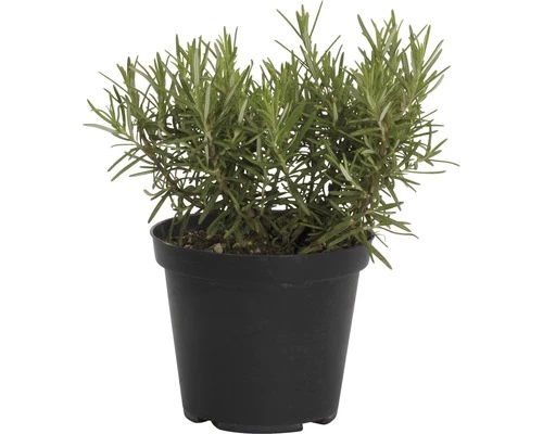 Rosmarin FloraSelf Rosmarinus Officinalis 'Abraxas' Ø 12 Cm Topf 3 Rosmarin FloraSelf Rosmarinus Officinalis 'Abraxas' Ø 12 Cm Topf