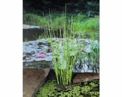Schachtelhalm FloraSelf® Equisetum Scirpoides H 5-15 Cm Co 0,3 L -FloraSelf Geschäft DV 8 1964234 03 4c DE 20190416111758 1