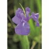 Sumpfiris FloraSelf Iris Laevigata H 15-25 Cm Co 0,3 L -FloraSelf Geschäft DV 8 1964289 01 4c DE 20190311164759