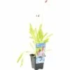 Orchideen-Primel FloraSelf Primula Vialii H 10-40 Cm Co 0,6 L -FloraSelf Geschäft DV 8 1964643 01 4c DE 20190424104755