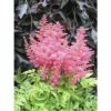 Prachtspiere FloraSelf Astilbe Arendsii Gem H 20-50 Cm Co 3 L